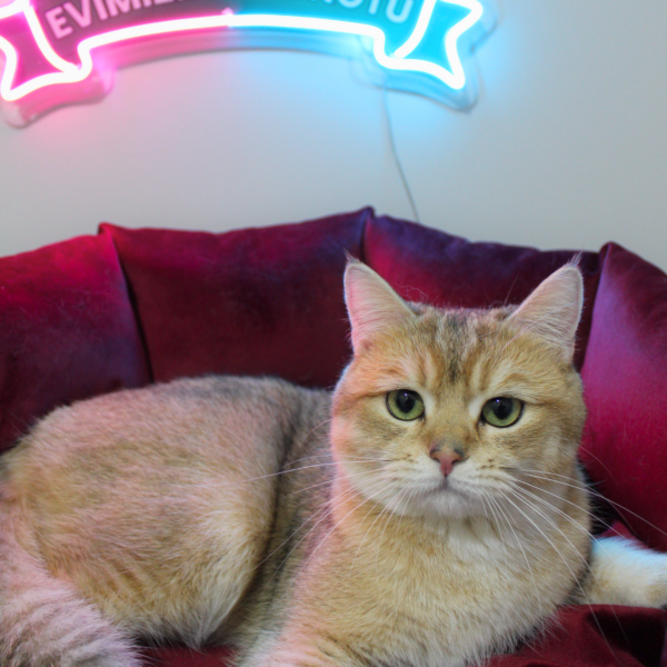 ♂ KING (NY11 Golden British Shorthair) - Görsel 6