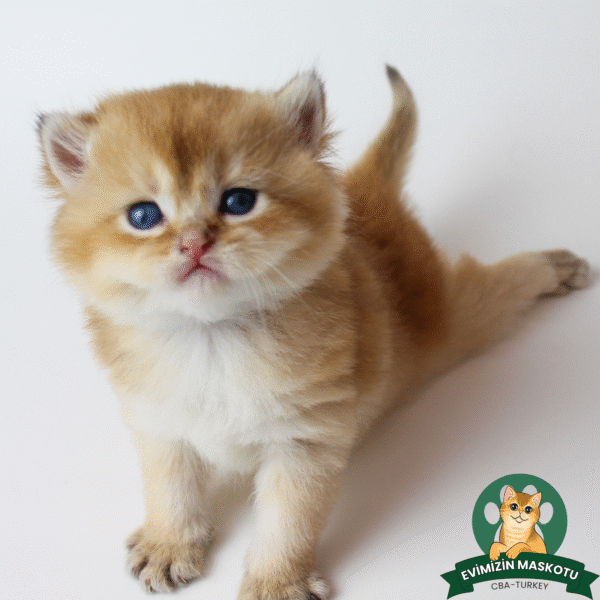 NY11 Golden British Shorthair Erkek - Görsel 7