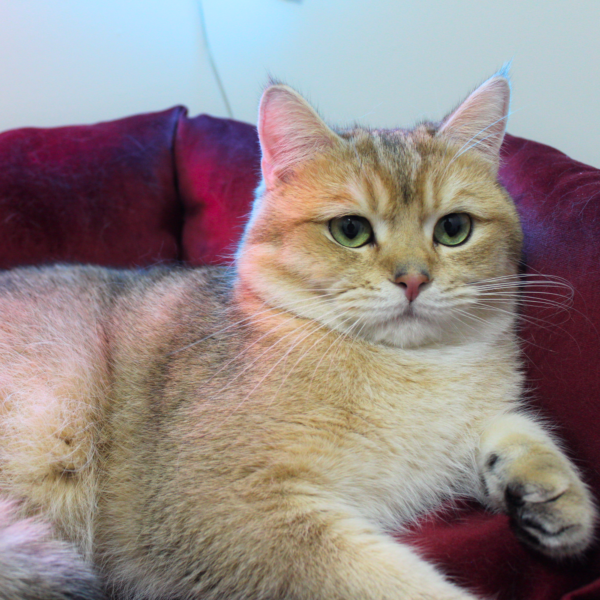 ♂ KING (NY11 Golden British Shorthair) - Görsel 7