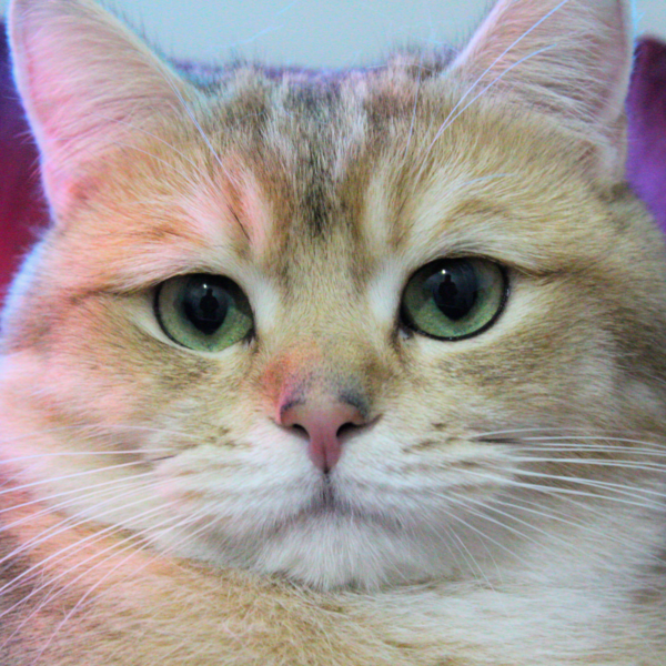 ♂ KING (NY11 Golden British Shorthair) - Görsel 8