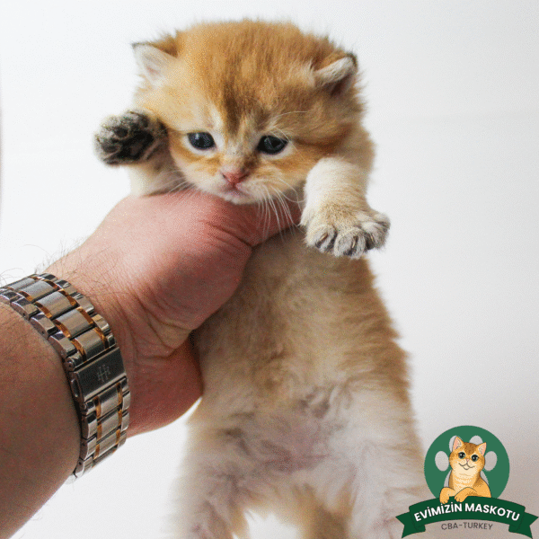 NY11 Golden British Shorthair Erkek - Görsel 9