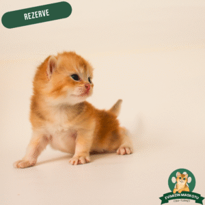 NY11 Golden British Shorthair (Rezerve)