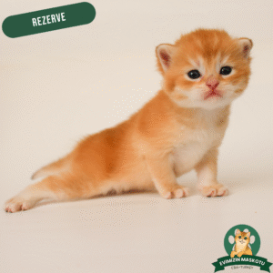 NY11 Golden British Shorthair (Rezerve)
