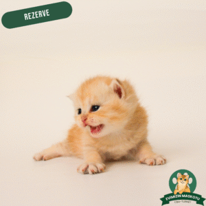 NY11 Golden British Shorthair (Rezerve)