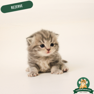 Silver British Shorthair (Rezerve)