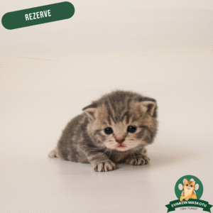 Silver British Shorthair (Rezerve)