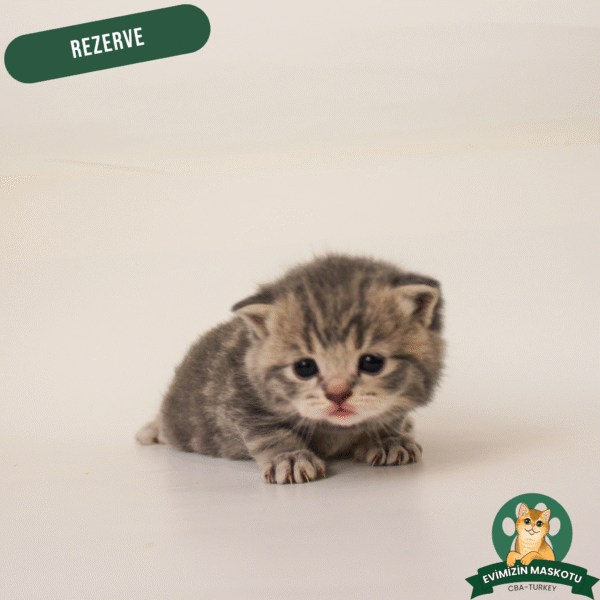 Silver British Shorthair (Rezerve)