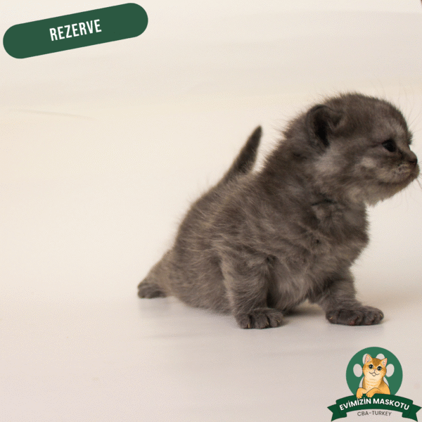 Silver British Shorthair (Rezerve)